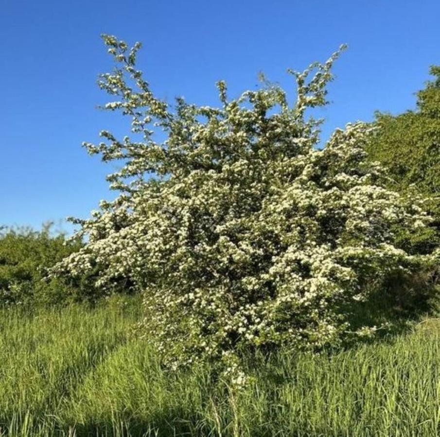 Ferienwohnung Classen Eifel Schleiden Exteriör bild